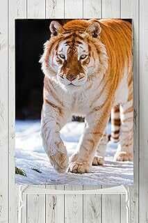 (5308) Kapla Hayva Posteri 60x90 cm