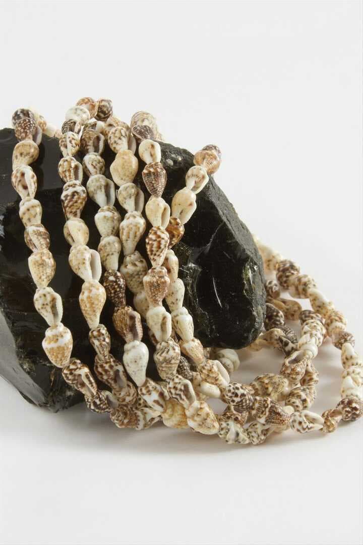 İstiridye Deniz Kabuğu 1 Dizi