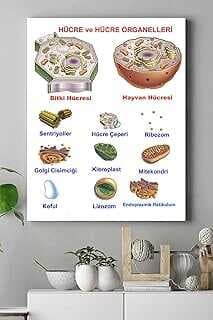 (15378) Hücre Eğitim Kavas Tablo 40 x 60