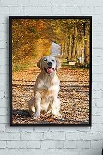 (11124) Golde Retriever Hayva Çerçeveli Tablo (50x70cm)
