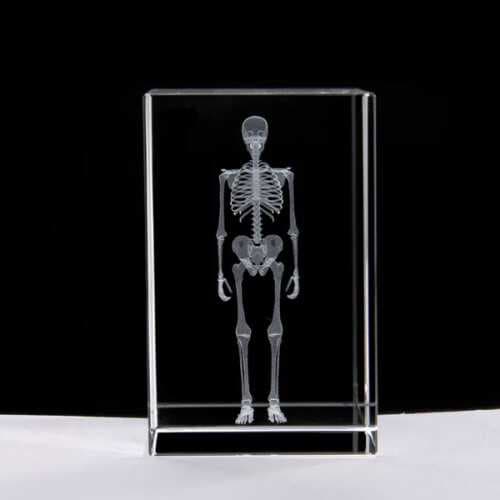 3D Kristal İnsan İskeleti Modeli