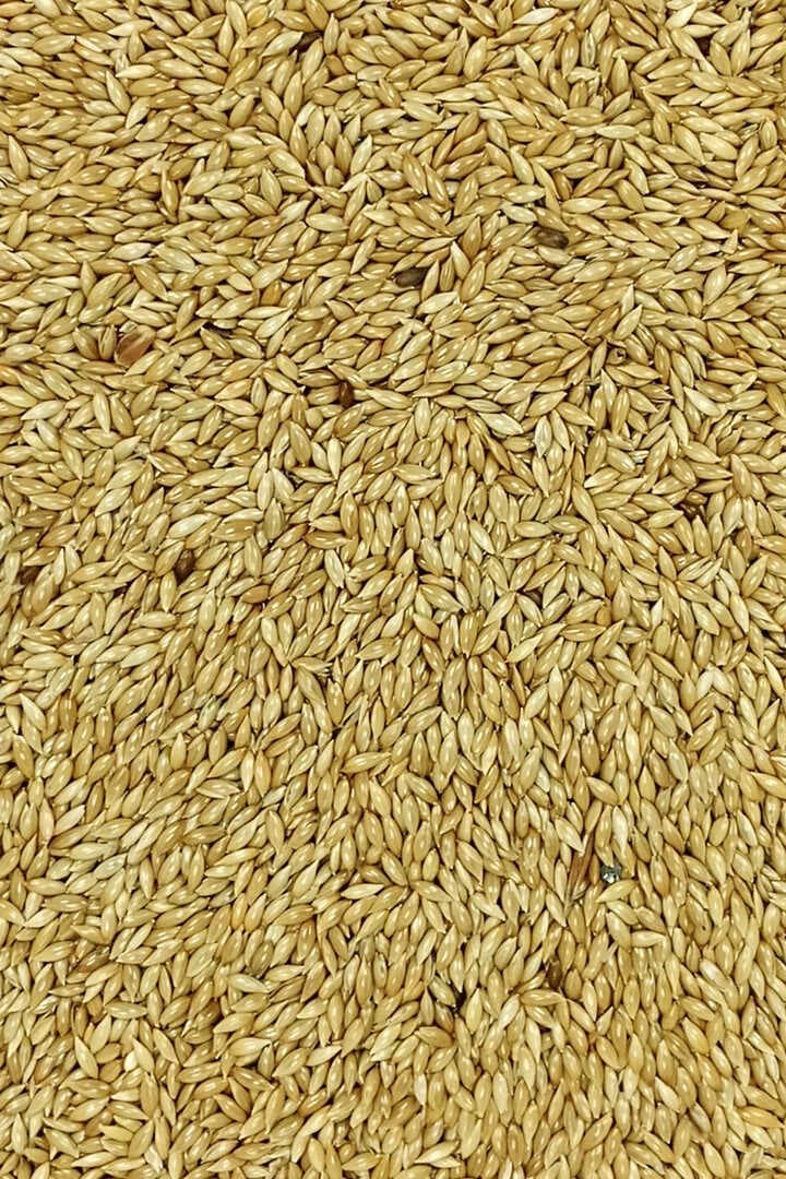 Doğal Taze Kanarya Sade Kuş Yemi - 500 gr